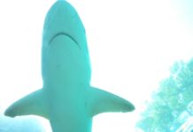 Pokerstars Caribbean Adventure