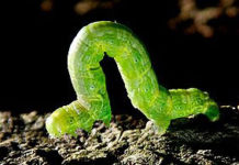 The Mental Game – Inchworm
