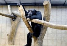 Przy szklaneczce JD odc. 18 – Jak zwierzęta w niewoli…